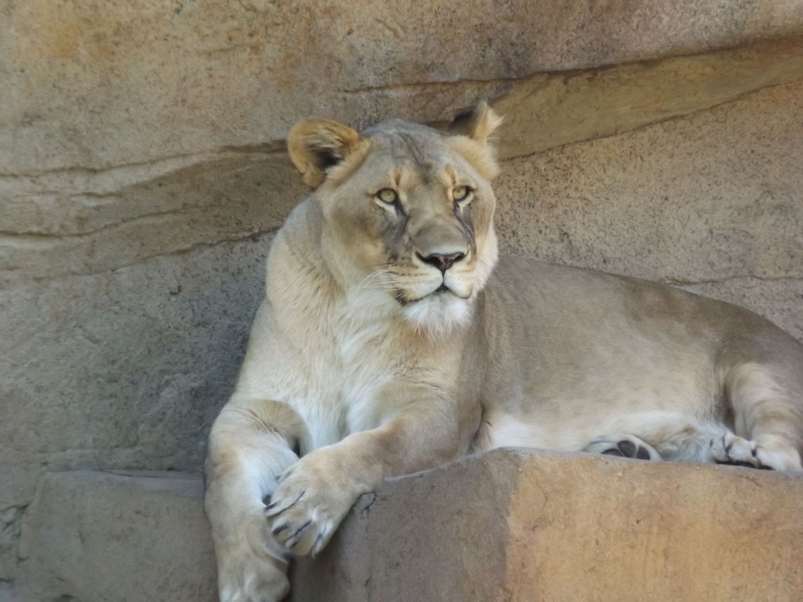 Female Lion  Geotagged,Lion,Panthera leo,Spring,United States