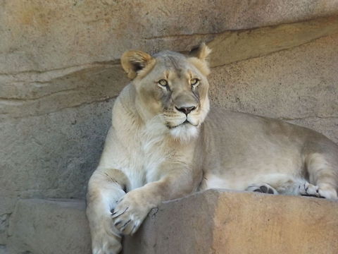 Female Lion  Geotagged,Lion,Panthera leo,Spring,United States