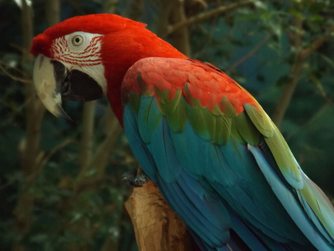 Parrot  Ara chloropterus,Geotagged,Red-and-green Macaw,Spring,United States