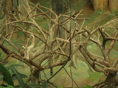 Can you find the monkey?  Geotagged,Nomascus leucogenys,Northern white-cheeked gibbon,Spring,United States