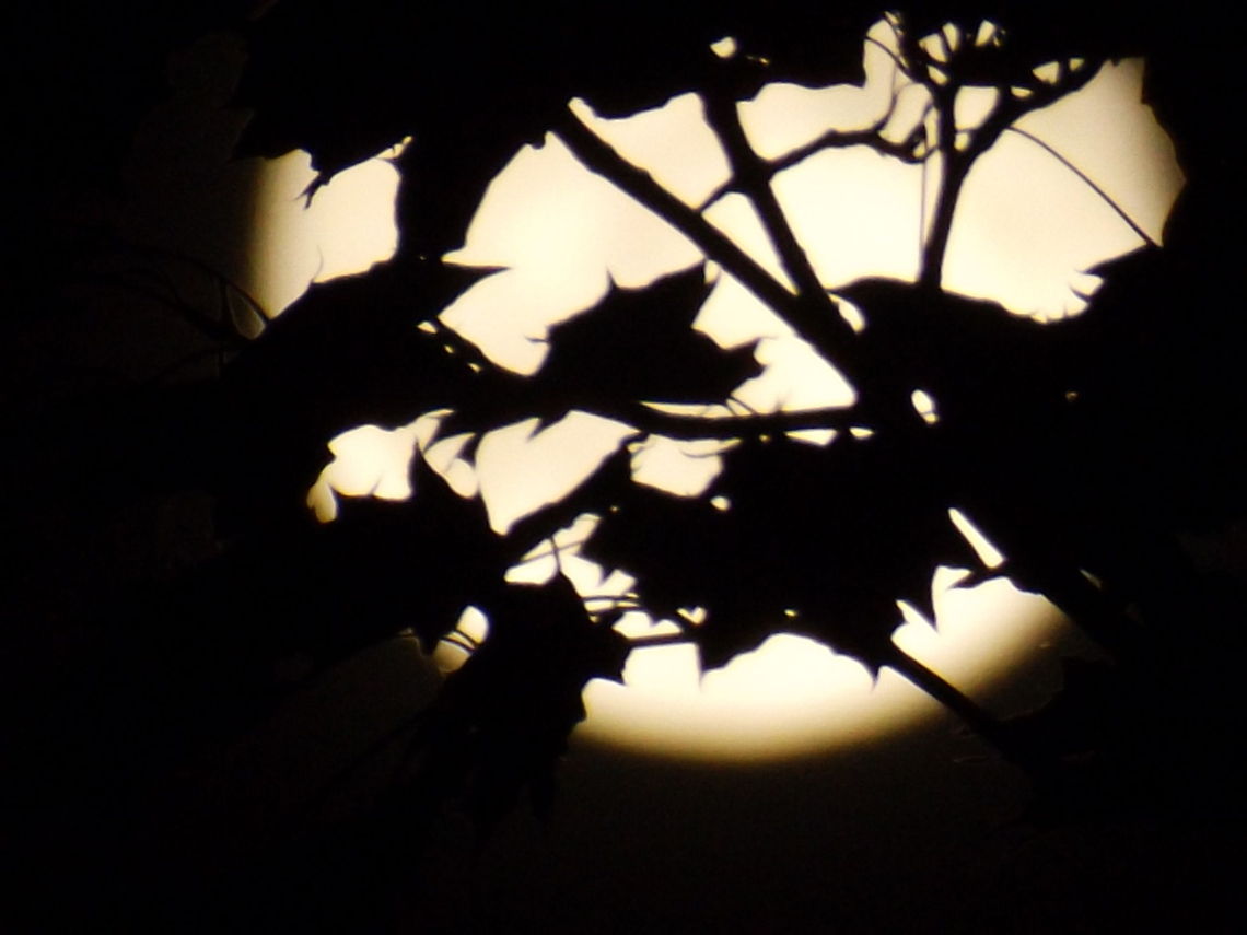 The Honeymoon, June 13, 2014  Geotagged,Moon,United States