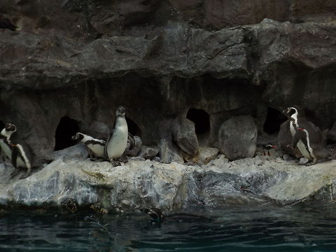 Humboldt penguins  Geotagged,Humboldt Penguin,Spheniscus humboldti,Spring,United States