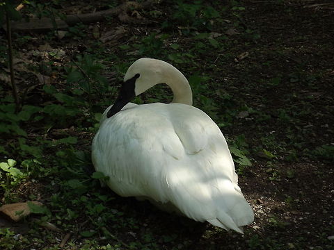 Trumpeter swan  Cygnus buccinator,Geotagged,Trumpeter Swan,United States