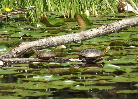 2Turtles  Chrysemys picta,Painted turtle