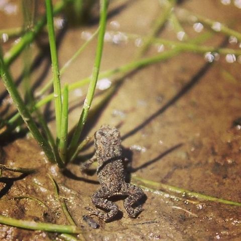 Little toad A tiny baby toad( I think).  frog,toad