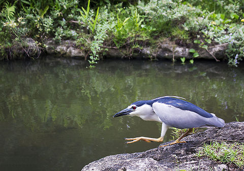 Black-crowned night heron Following a bird around for an hour at the lake outside the National Museum of Natural Science Taiwan Black-crowned Night Heron,Geotagged,Nycticorax nycticorax,Taiwan