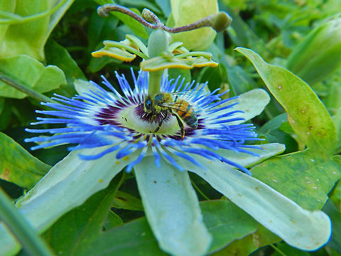 bee_on_pasion_vine  Passiflora caerulea,california,garden show