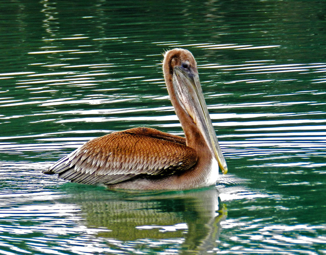 pelican pelican in california Brown Pelican,Pelecanus occidentalis,california,prom