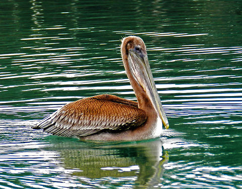 pelican pelican in california Brown Pelican,Pelecanus occidentalis,california,prom
