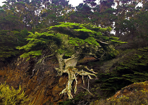 century_tree century tree in california Geotagged,United States