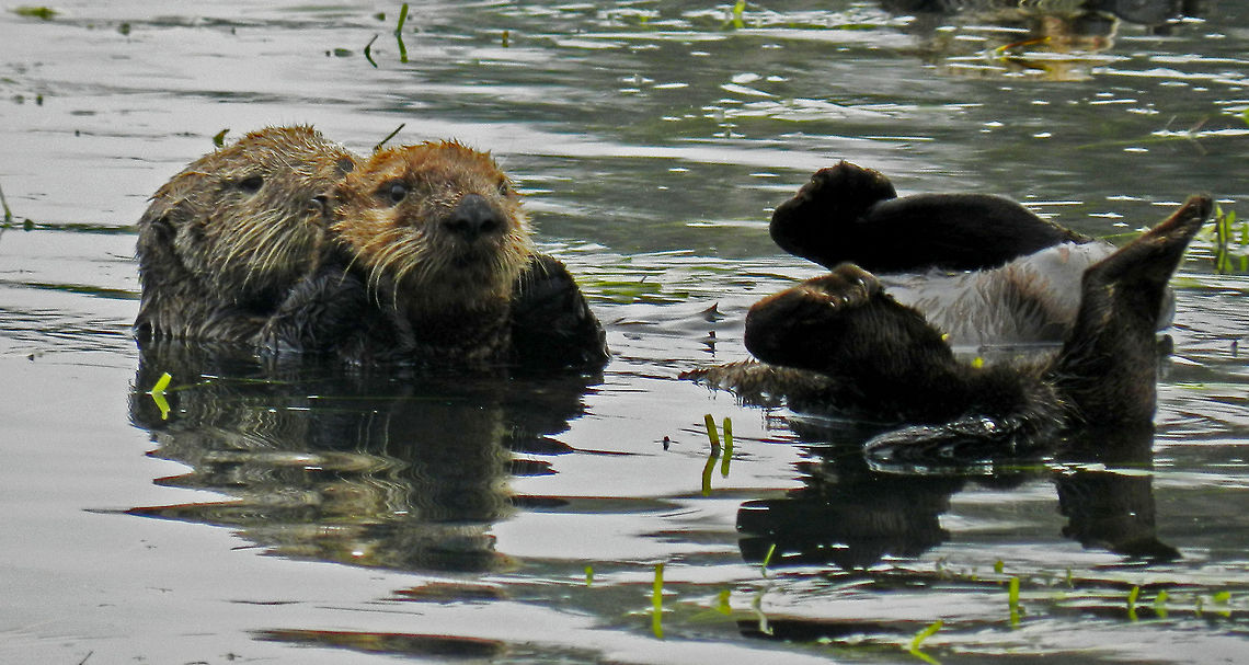 like mother like otter a mother sea otter holding her baby  Enhydra lutris,Sea otter,california,prom