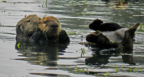 like mother like otter a mother sea otter holding her baby  Enhydra lutris,Sea otter,california,prom