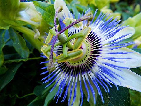 passionate about passion vine passion vine Passiflora caerulea,california,garden show