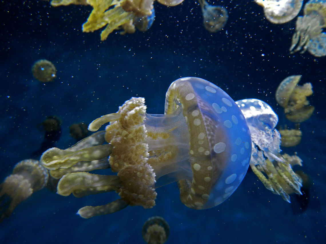 jellyfish jellyfish, california Mastigias papua,Spotted jelly,california,prom