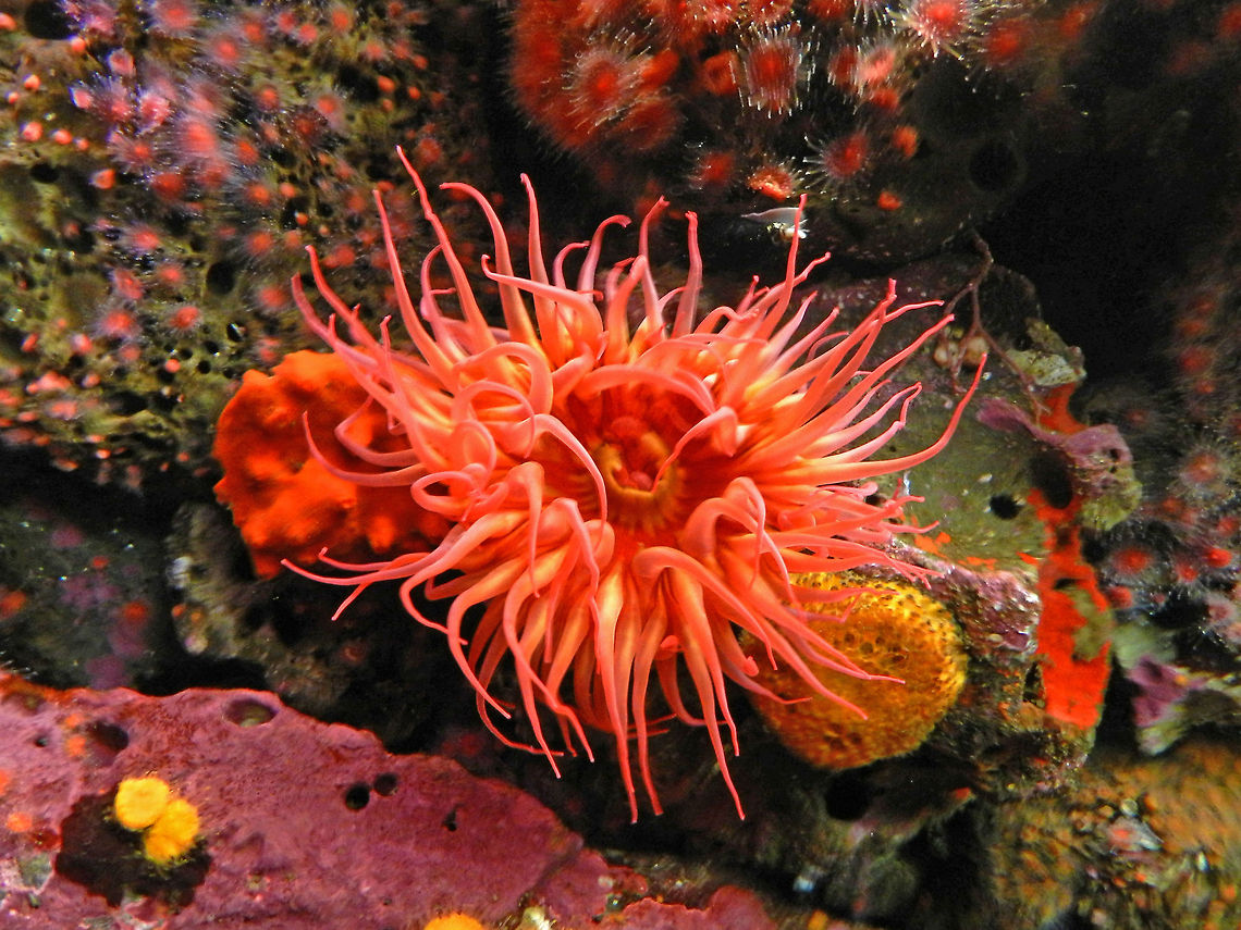 sea life  california,prom