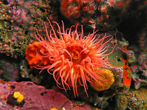 sea life  california,prom