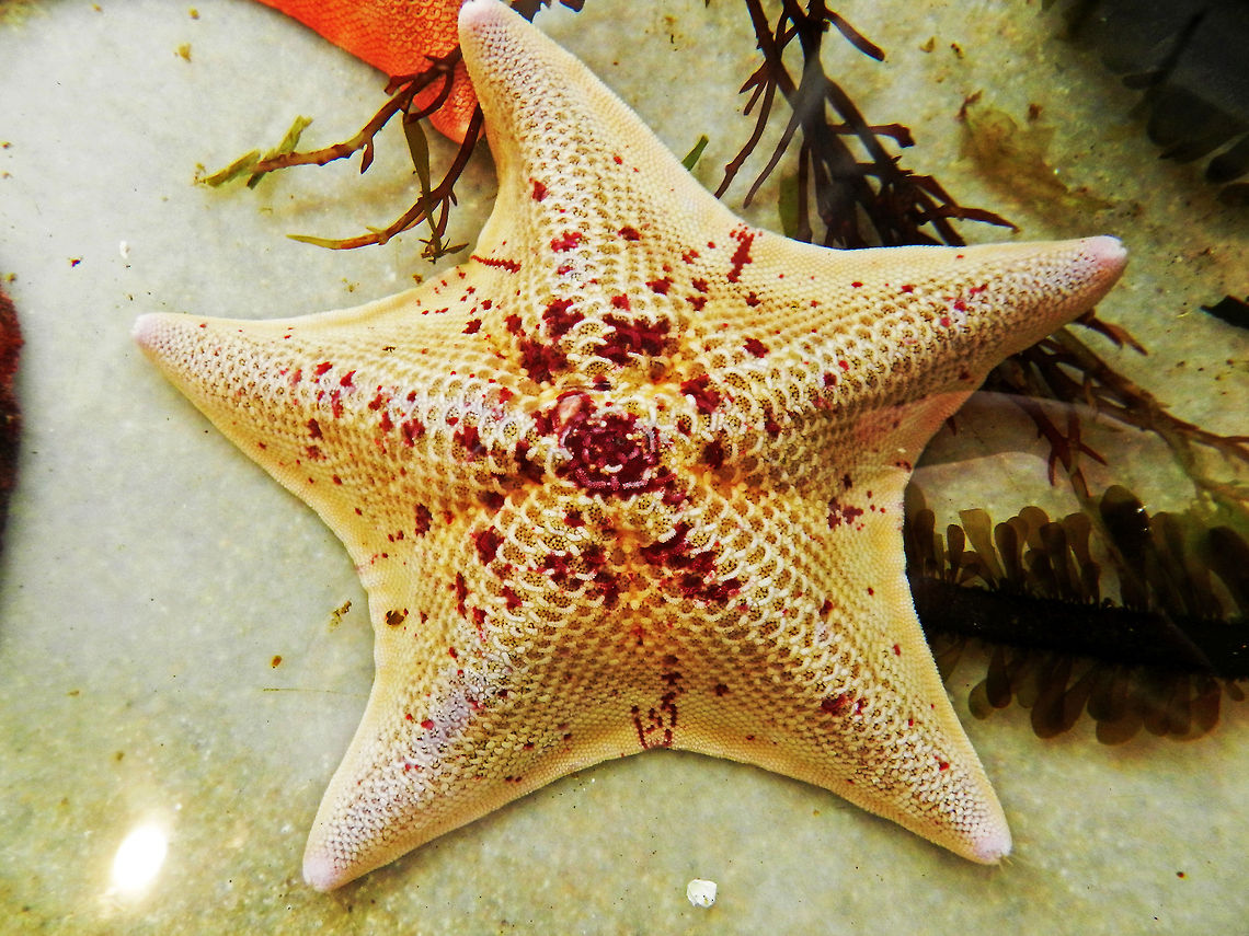 starfish  california,prom