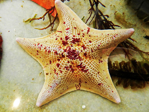 starfish  california,prom