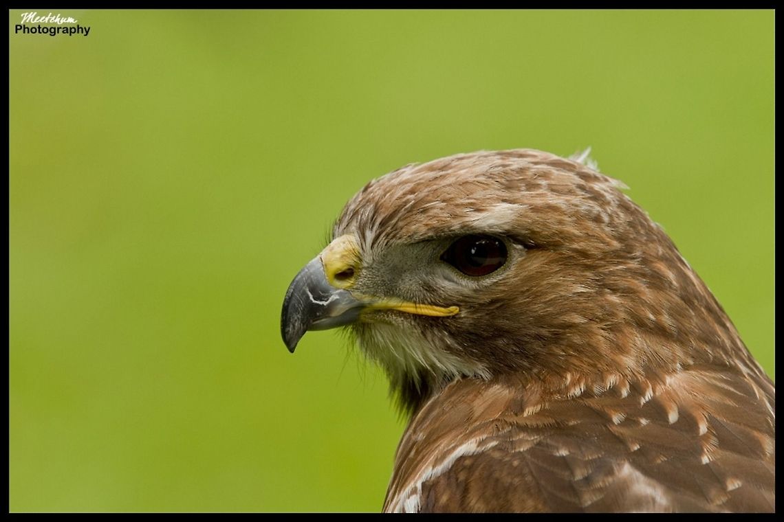 Red-tailed hawk The Red-tailed Hawk (Buteo jamaicensis) is a bird of prey, one of three species colloquially known in the United States as the &quot;chickenhawk,&quot; though it rarely preys on chickens. Birds,Buteo jamaicensis,Hawk,Red-tailed Hawk