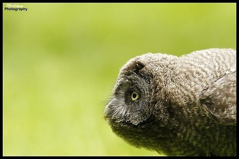Juvenile great grey owl The Great Grey Owl or Lapland Owl, Strix nebulosa, is a very large owl, distributed across the Northern Hemisphere. In some areas it is also called the Great Gray Ghost, Phantom of the north, Cinereous Owl, Spectral Owl, Lapland Owl, Spruce Owl, Bearded Owl and Sooty Owl. Birds,Great Grey Owl,Owl,Strix nebulosa