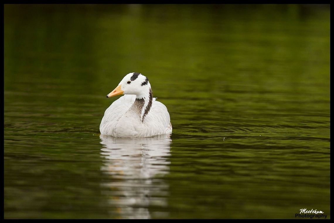 Bar-headed Goose The Bar-headed Goose (Anser indicus) is a goose which breeds in Central Asia in colonies of thousands near mountain lakes and winters in South Asia, as far south as peninsular India. It lays three to eight eggs at a time in a ground nest. Anser indicus,Bar-headed Goose,Birds,Geese,Goose,India,aquatic birds
