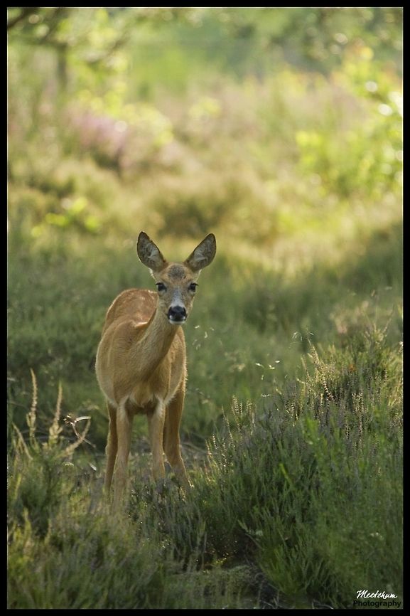 Roe deer The European Roe Deer (Capreolus capreolus), also known as the Western Roe Deer or chevreuil, is an Eurasian species of deer. It is relatively small, reddish and grey-brown, and well-adapted to cold environments. Roe Deer are widespread in Western Europe, from the Mediterranean to Scandinavia, and from the British Isles to the Caucasus. Capreolus capreolus,Deer,Mammals,Red Deer,Roe Deer