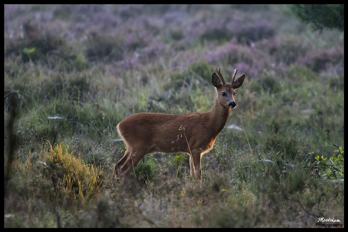 Early morning roe deer The European Roe Deer (Capreolus capreolus), also known as the Western Roe Deer or chevreuil, is an Eurasian species of deer. It is relatively small, reddish and grey-brown, and well-adapted to cold environments. Roe Deer are widespread in Western Europe, from the Mediterranean to Scandinavia, and from the British Isles to the Caucasus. Capreolus capreolus,Deer,Mammals,Red Deer,Roe Deer