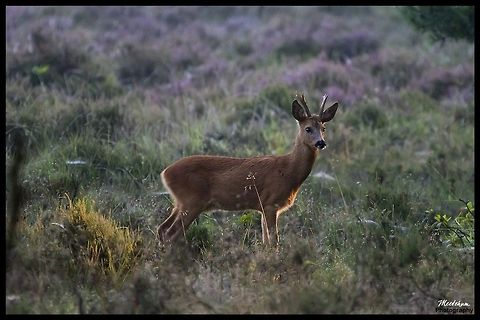 Early morning roe deer The European Roe Deer (Capreolus capreolus), also known as the Western Roe Deer or chevreuil, is an Eurasian species of deer. It is relatively small, reddish and grey-brown, and well-adapted to cold environments. Roe Deer are widespread in Western Europe, from the Mediterranean to Scandinavia, and from the British Isles to the Caucasus. Capreolus capreolus,Deer,Mammals,Red Deer,Roe Deer