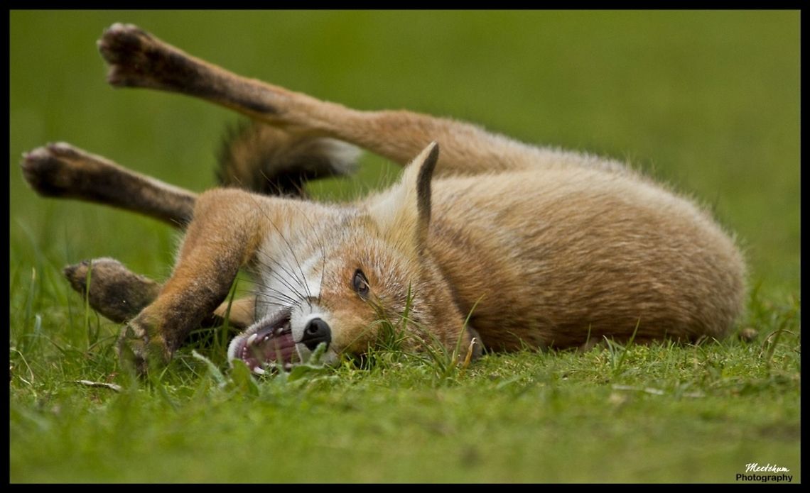 Playfull fox The Red Fox (Vulpes vulpes) is the largest of the true foxes, as well as being the most geographically spread member of the Carnivora, being distributed across the entire northern hemisphere from the Arctic Circle to North Africa, Central America, and the steppes of Asia. Fox,Mammals,Red Fox,Vulpes vulpes,red fox