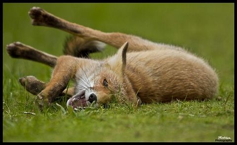 Playfull fox The Red Fox (Vulpes vulpes) is the largest of the true foxes, as well as being the most geographically spread member of the Carnivora, being distributed across the entire northern hemisphere from the Arctic Circle to North Africa, Central America, and the steppes of Asia. Fox,Mammals,Red Fox,Vulpes vulpes,red fox