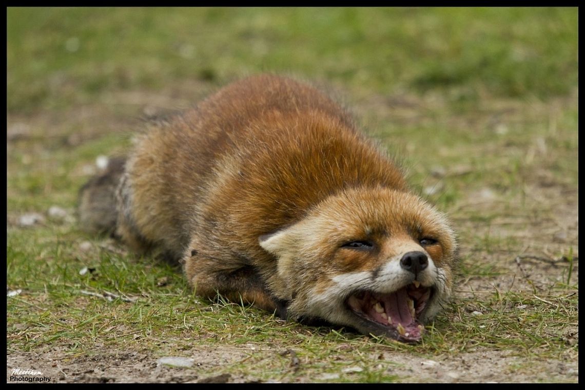 Red fox The Red Fox (Vulpes vulpes) is the largest of the true foxes, as well as being the most geographically spread member of the Carnivora, being distributed across the entire northern hemisphere from the Arctic Circle to North Africa, Central America, and the steppes of Asia. Fox,Mammals,Red Fox,Vulpes vulpes,red fox