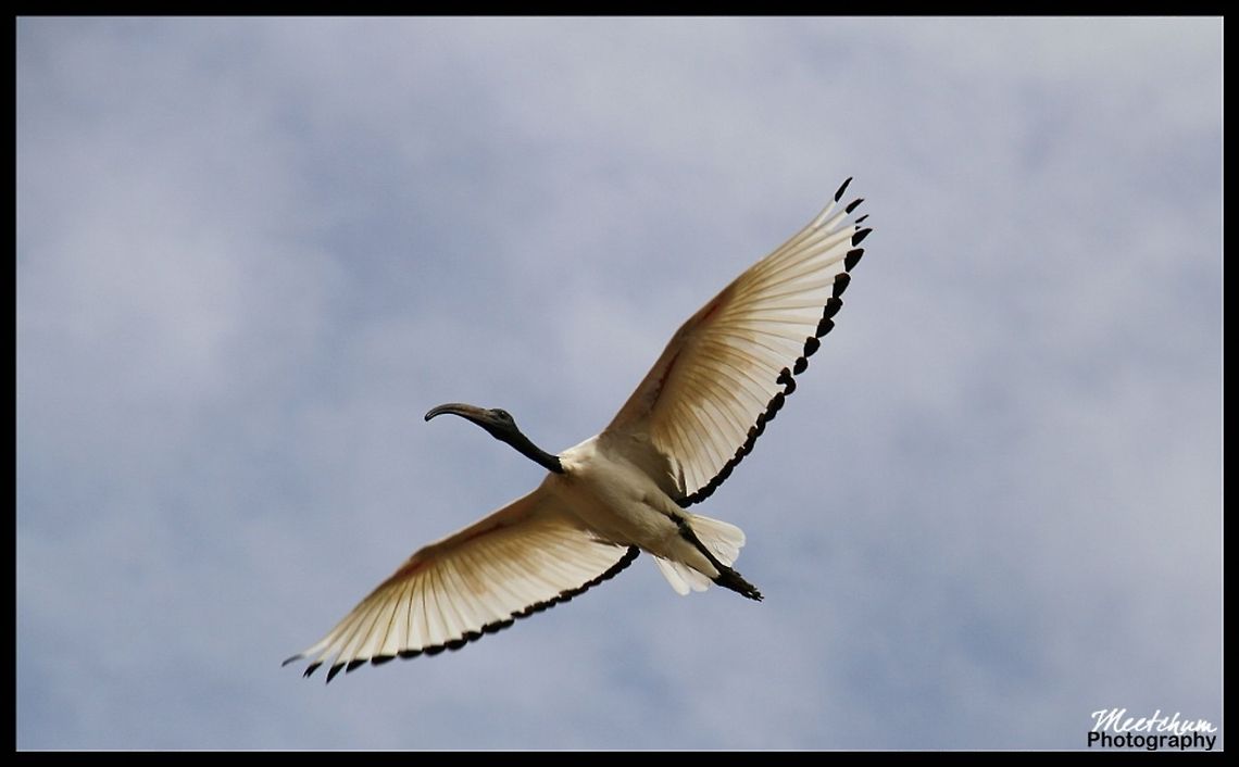 Australian ibis The Australian White Ibis (Threskiornis molucca) is a wading bird of the ibis family Threskiornithidae, also known as the &quot;Sheep bird&quot;. It is widespread across much of Australia. It has a predominantly white plumage with a bare, black head, long downcurved bill and black legs. Australia,Australian White Ibis,Birds,Ibis,Threskiornis molucca