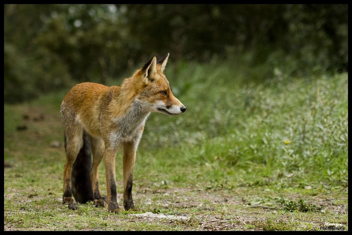 Red fox The Red Fox (Vulpes vulpes) is the largest of the true foxes, as well as being the most geographically spread member of the Carnivora, being distributed across the entire northern hemisphere from the Arctic Circle to North Africa, Central America, and the steppes of Asia. Fox,Mammals,Red Fox,Vulpes vulpes,red fox
