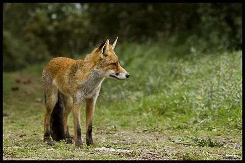 Red fox The Red Fox (Vulpes vulpes) is the largest of the true foxes, as well as being the most geographically spread member of the Carnivora, being distributed across the entire northern hemisphere from the Arctic Circle to North Africa, Central America, and the steppes of Asia. Fox,Mammals,Red Fox,Vulpes vulpes,red fox