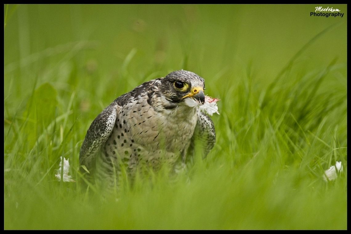 Saker falcon The Saker Falcon (Falco cherrug) is a very large falcon. This species breeds from eastern Europe eastwards across Asia to Manchuria. It is mainly migratory except in the southernmost parts of its range, wintering in Ethiopia, the Arabian peninsula, northern Pakistan and western China. Birds,Falco cherrug,Falconidae,Saker Falcon,falcon
