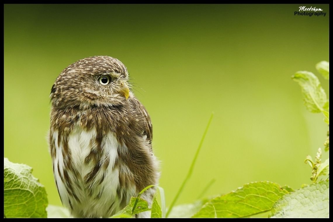 Ferruginous Pygmy Owl The Ferruginous Pygmy Owl (Glaucidium brasilianum) is a small owl that breeds in south-central Arizona in the USA, south through to Mexico, Central America and South America to Bolivia and Argentina. Trinidad, as well as other localities, have endemic subspecies of this owl. Birds,Ferruginous Pygmy Owl,Glaucidium brasilianum,Little owl,Owl,Strigidae
