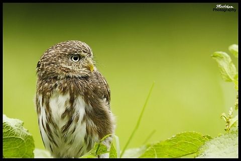 Ferruginous Pygmy Owl The Ferruginous Pygmy Owl (Glaucidium brasilianum) is a small owl that breeds in south-central Arizona in the USA, south through to Mexico, Central America and South America to Bolivia and Argentina. Trinidad, as well as other localities, have endemic subspecies of this owl. Birds,Ferruginous Pygmy Owl,Glaucidium brasilianum,Little owl,Owl,Strigidae