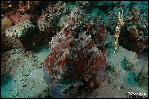 Octopus The octopus ( /ˈɒktəpʊs/; traditionally, plural: octopuses, see below) is a cephalopod mollusc of the order Octopoda. Octopuses have two eyes and four pairs of arms, and like other cephalopods they are bilaterally symmetric. An octopus has a hard beak, with its mouth at the center point of the arms. Octopuses have no internal or external skeleton (although some species have a vestigial remnant of a shell inside their mantle), allowing them to squeeze through tight places. Octopuses are among the most intelligent and behaviorally flexible of all invertebrates. Big Blue Octopus,Marine,Octopus,Octopus cyanea,Red Sea,Sea