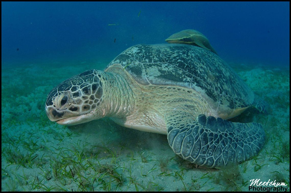 Green Turtle The Green sea turtle (Chelonia mydas) or green turtle is a large sea turtle of the family Cheloniidae. It is the only species in the genus Chelonia.[1] Its range extends throughout tropical and subtropical seas around the world, with two distinct populations in the Atlantic and Pacific Oceans. Their common name derives from the usually green fat found beneath their carapace (upper shell). Marine,Red Sea,Sea Turtle,Turtle