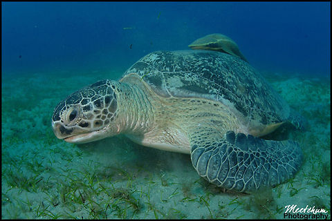 Green Turtle The Green sea turtle (Chelonia mydas) or green turtle is a large sea turtle of the family Cheloniidae. It is the only species in the genus Chelonia.[1] Its range extends throughout tropical and subtropical seas around the world, with two distinct populations in the Atlantic and Pacific Oceans. Their common name derives from the usually green fat found beneath their carapace (upper shell). Marine,Red Sea,Sea Turtle,Turtle