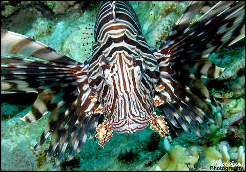 Lionfish Lionfish or Pterois is a genus of venomous marine fish found mostly in the Indo-Pacific, known collectively as the lionfish. Pterois is characterized by red, white and black stripes, showy pectoral fins and venomous spiky tentacles. Fish,Lionfish,Marine,Pterois volitans,Red Sea,Red lionfish,Sea