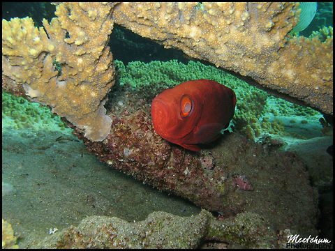 Red bigeye The common name of "bigeye" refers to the member species' unusually large eyes, suited to their carnivorous and nocturnal lifestyles. Priacanthidae are most typically colored bright red, but other coloration patterns do exist for some species. Most species reach a maximum total length of about 30 centimeters (12 inches), although in a few species lengths of over 50 centimeters (20 inches) are known. Bigeye,Fish,Marine,Priacanthidae,Red Sea,Sea