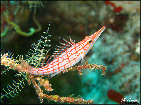Longnose hawkfish Oxycirrhites typus is a Hawkfish from the Indo-Pacific. The Longnose Hawk itself is found widely throughout the tropical Indo-Pacific; the Red Sea, eastern Africa, to Southern Japan, Noumea over to the Eastern Pacific; the lower third of the Sea of Cortez, northern Columbia down to the Galapagos. Fish,Marine,Oxycirrhites typus,Sea,indo-pacific,longnose hawkfish