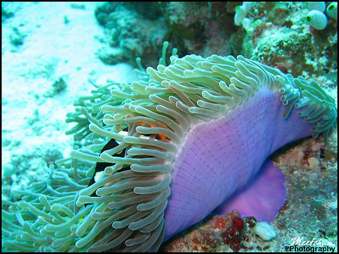 Hide and seek with a Clark's anemonefish Clark's anemonefish or the Yellowtail clownfish (Amphiprion clarkii) is a widely distributed clownfish. It is found in tropical waters, in lagoons and on outer reef slopes, from the Persian Gulf to Western Australia and throughout the Indian Ocean and Pacific Ocean as far as Melanesia and Micronesia, and as far north as Taiwan, southern Japan and the Ryukyu Islands. Amphiprion clarkii,Clarks Anemonefish,Clownfish,Fish,Marine,Sea,Sea Anemone