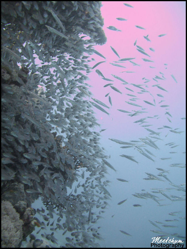 Glassfish scenery The Asiatic glassfishes are a family, Ambassidae, of freshwater and marine fishes in the order Perciformes. The species in the family are native to the waters of Asia and Oceania and the Indian and western Pacific Oceans. Ambassidae,Fish,Glassfish,Marine,Red Sea