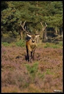 Red Deer The red deer (Cervus elaphus) is one of the largest deer species. Depending on taxonomy, the red deer inhabits most of Europe, the Caucasus Mountains region, Asia Minor, parts of western Asia, and central Asia. It also inhabits the Atlas Mountains region between Morocco and Tunisia in northwestern Africa, being the only species of deer to inhabit Africa. Red deer have been introduced to other areas including Australia, New Zealand and Argentina. In many parts of the world the meat (venison) from red deer is used as a food source. Cervus elaphus,Deer,Mammals,Red deer