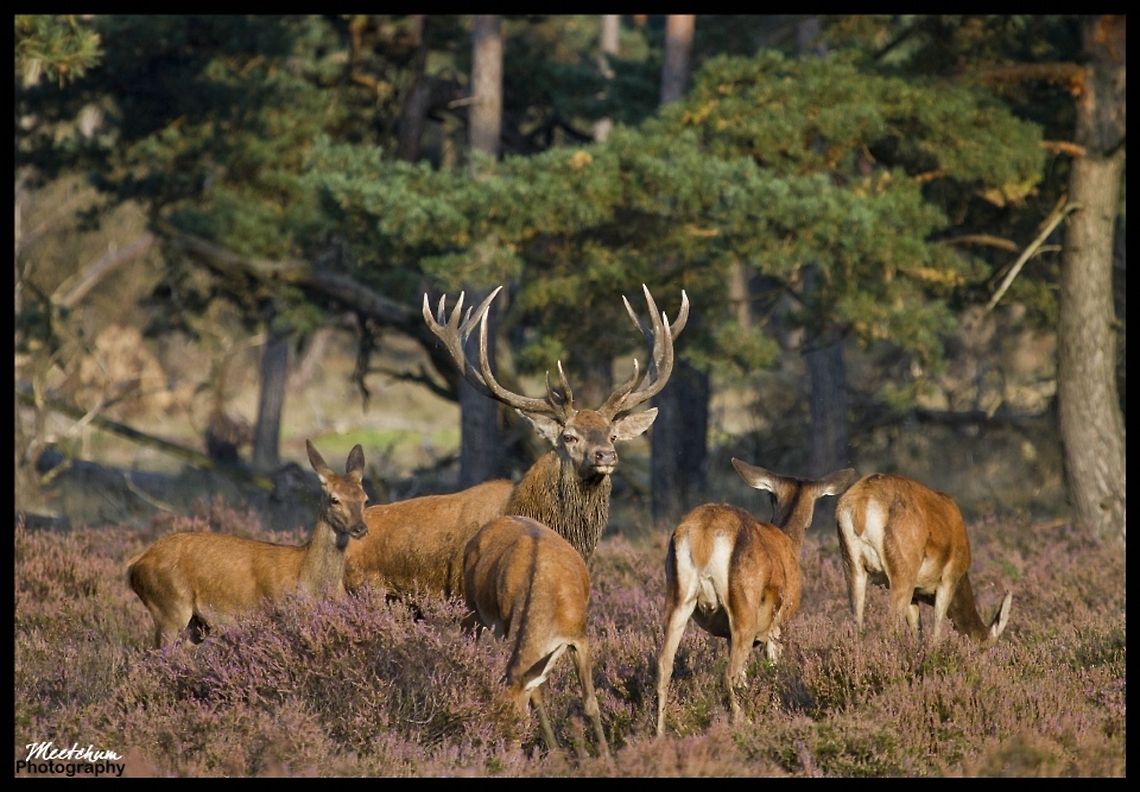 Victorious Red Deer The red deer (Cervus elaphus) is one of the largest deer species. Depending on taxonomy, the red deer inhabits most of Europe, the Caucasus Mountains region, Asia Minor, parts of western Asia, and central Asia. It also inhabits the Atlas Mountains region between Morocco and Tunisia in northwestern Africa, being the only species of deer to inhabit Africa. Red deer have been introduced to other areas including Australia, New Zealand and Argentina. In many parts of the world the meat (venison) from red deer is used as a food source. Cervus elaphus,Deer,Mammals,Red deer