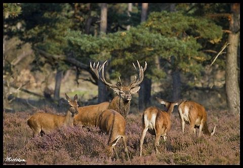 Victorious Red Deer The red deer (Cervus elaphus) is one of the largest deer species. Depending on taxonomy, the red deer inhabits most of Europe, the Caucasus Mountains region, Asia Minor, parts of western Asia, and central Asia. It also inhabits the Atlas Mountains region between Morocco and Tunisia in northwestern Africa, being the only species of deer to inhabit Africa. Red deer have been introduced to other areas including Australia, New Zealand and Argentina. In many parts of the world the meat (venison) from red deer is used as a food source. Cervus elaphus,Deer,Mammals,Red deer