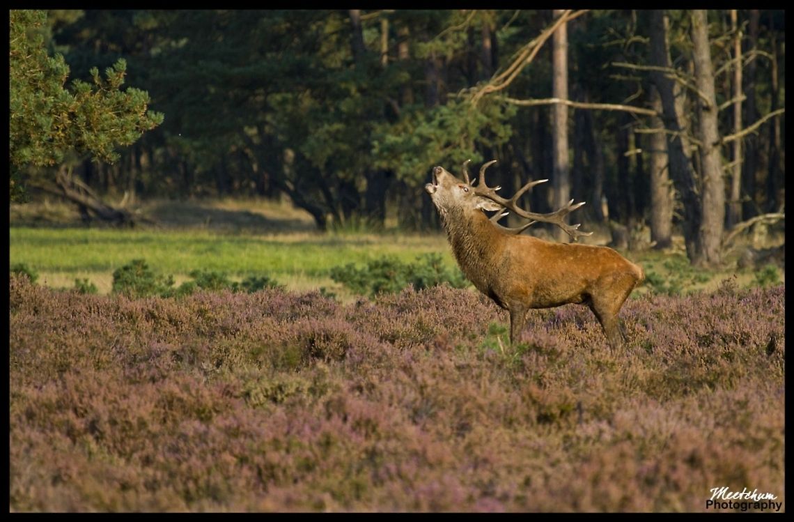 Belling Red Deer The red deer (Cervus elaphus) is one of the largest deer species. Depending on taxonomy, the red deer inhabits most of Europe, the Caucasus Mountains region, Asia Minor, parts of western Asia, and central Asia. It also inhabits the Atlas Mountains region between Morocco and Tunisia in northwestern Africa, being the only species of deer to inhabit Africa. Red deer have been introduced to other areas including Australia, New Zealand and Argentina. In many parts of the world the meat (venison) from red deer is used as a food source. Cervus elaphus,Deer,Mammals,Red deer