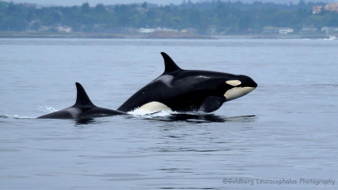 fun in the Salish Sea J14 (Samish) breaching in the Salish Sea near San Juan Island Washington Killer whale,Orca,Orcinus orca,Whale